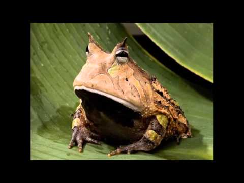 daniele davoli ripe feb 95 sd1