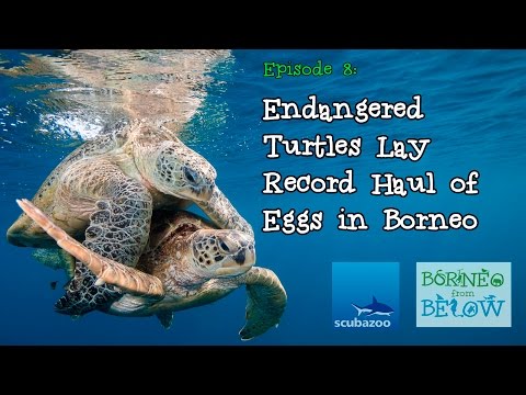 Endangered Turtles Lay Record Haul of Eggs in Borneo! | Borneo from Below (S01E08)