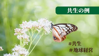 助け合いながら生きていく共生の例~花と蝶