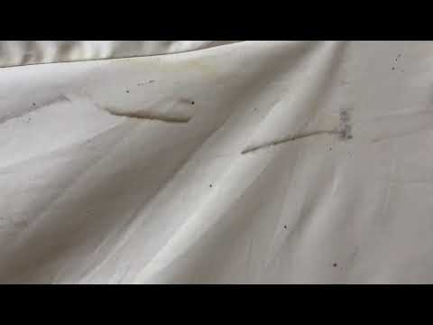 Blood-Sucking Bed Bugs Crawling in the Mattress in Millstone, NJ