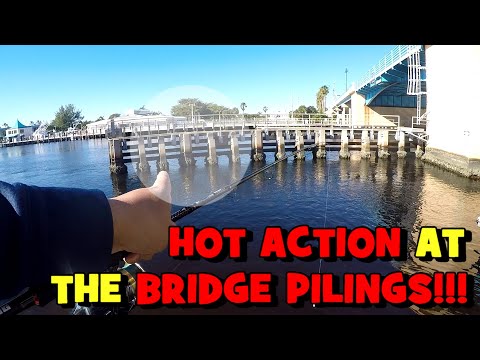 The HOT ACTION was Around the PILINGS...!!! (12/20 FL Trip EP1)