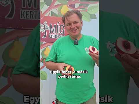 Caldesi2010 és Venus őszibarack összehasonlítása