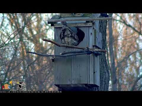 Male Barred Owl Delivers Blue Jay To Nest Box – April 9, 2019