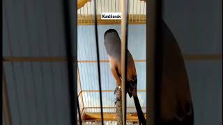 Download lagu cendet isian kuntilanak mp3 Download lagu cendet isian kuntilanak mp3