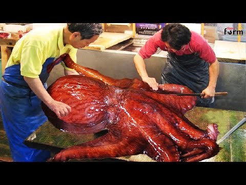 Catching & Processing Giant Octopus Skill