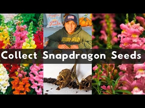 How To Collect Snapdragon Flower Seeds | Save Snapdragons Seeds