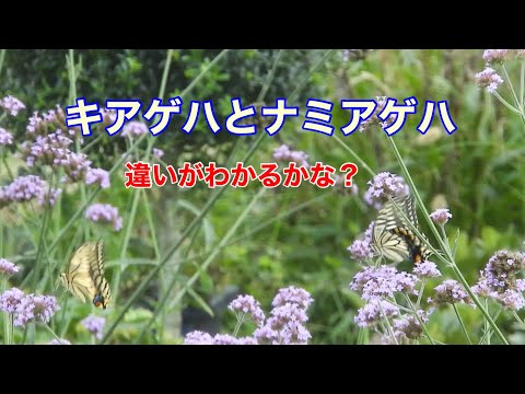 低木バラ 'スーベニール ドゥ ラ マルメゾン' 植物