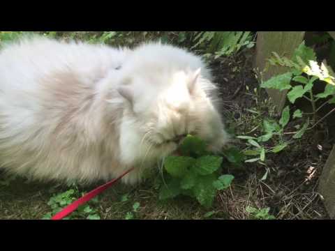 Mauer's Catnip Adventures - Time Lapse