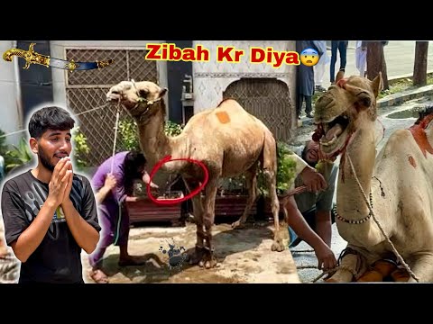  HAMRA CAMEL🐪 QASAI NY ZIBAH KR DIYA💔