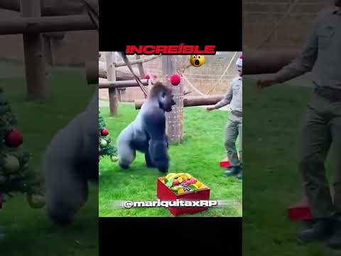 NO TE VA A CREER LO QUE HIZO EL ÚLTIMO ANIMAL #shortsespañol