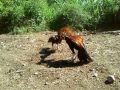 Ayam Bungkuk Sabut