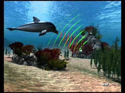 WBF - Wale und Delfine (Trailer)