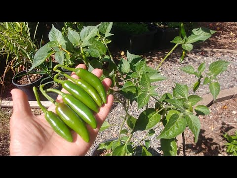Growing Serrano Peppers from seeds (with all updates)