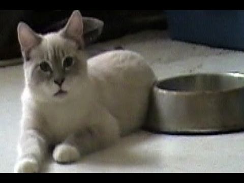 Talking Kitty Cat 14 - Butt Licked In The Face