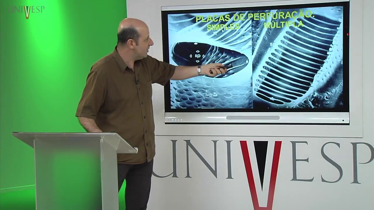 Morfologia Vegetal  - Aula 08 - Sistema Vascular - XILEMA