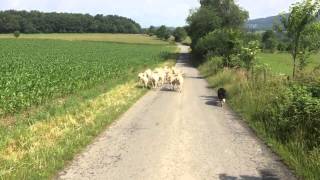 Byron driving some sheep on the road