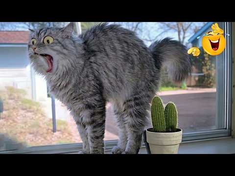 🐶 New Funny DOGS and CATS Videos 2026 | Top Funniest Animals Compilation | Try Not To Laugh 🤣