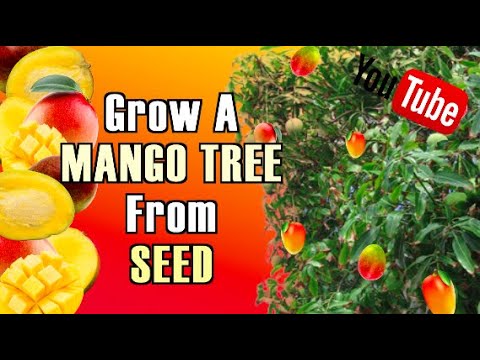 HOW TO GROW A MANGO TREE THE RIGHT WAY THE FIRST TIME TRYING ! Video