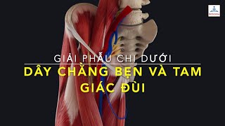 Dây chằng bẹn và Tam giác đùi