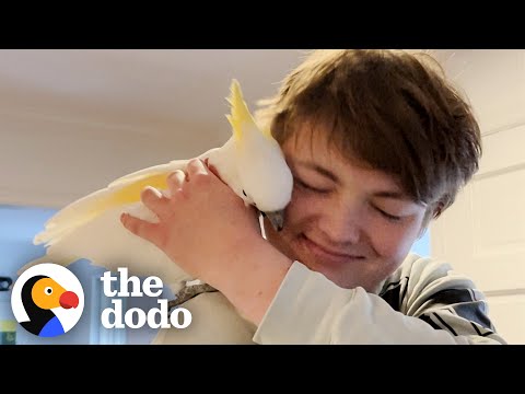 Crazy Cockatoo has an Evil Laugh