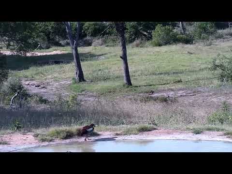 Djuma: Impala rams sparring and then Egyptian Geese - 16:03 - 12/10/2022
