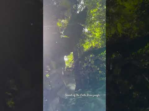 There are monkeys in Costa Rica that scream 😵‍💫🫣😳