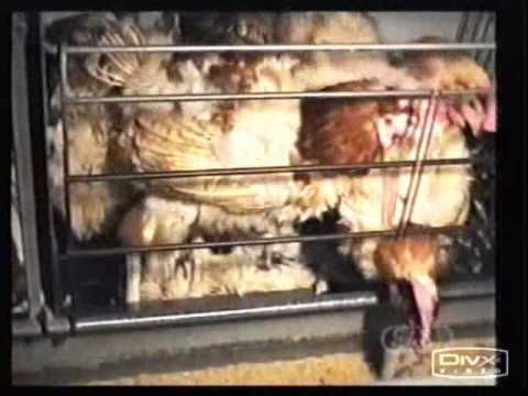 Tierrechte-Tierschutz  SAT1 17.30 - Legebatterien