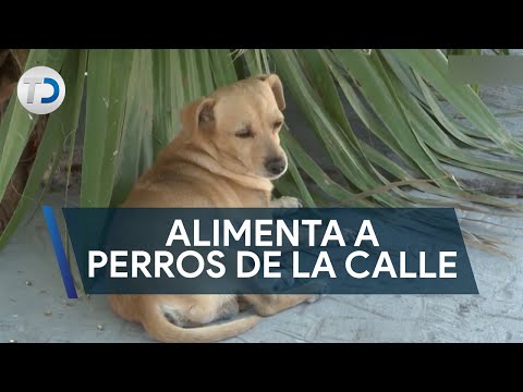 Se dedica a rescatar perros de la calle