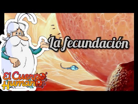 La FECUNDACION y el nacimiento - El cuerpo Humano