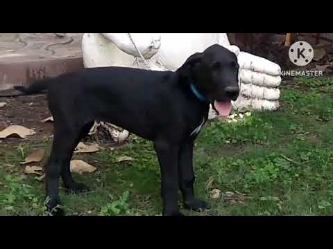 Heavy n Cute Great dane pups