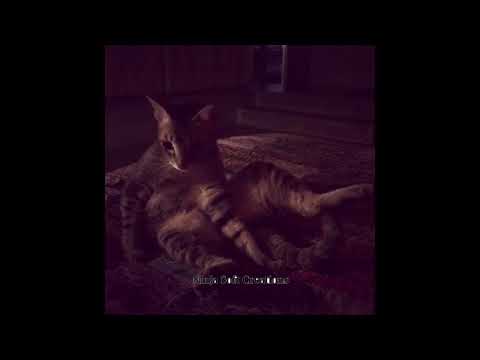 Shruti Hasan’s cat love | when your cat loves as much as you do ❤️