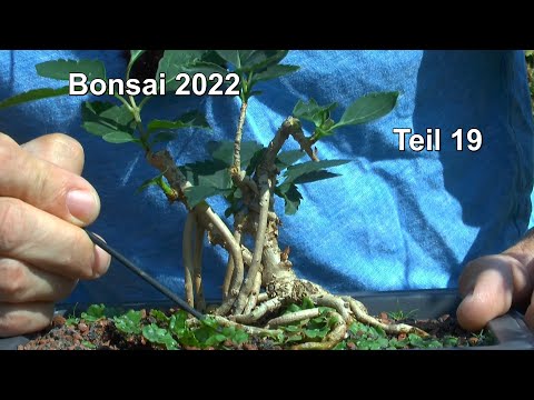 Bonsai 2022 Teil 19 Es gibt immer was zu Machen an den kleinen Bäumchen