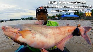 Download lagu Rekor Terbaru Saya Strike Ikan Super Monster Patin Terbesar - Mancing Di Sungai Besar Kalimantan mp3 Download lagu Rekor Terbaru Saya Strike Ikan Super Monster Patin Terbesar - Mancing Di Sungai Besar Kalimantan mp3