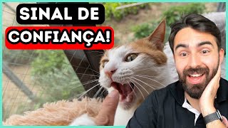 10 Sinais de Que Seu Gato Se Sente SEGURO Com Você Por Perto - VOCÊ É O GUARDIÃO DELE!