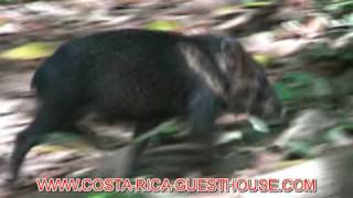 preview picture of video 'Costa Rica Guesthouse & Collard Peccaries'