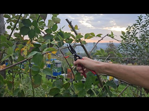 Pruning and tying blackberries - preparing blackberries for winter
