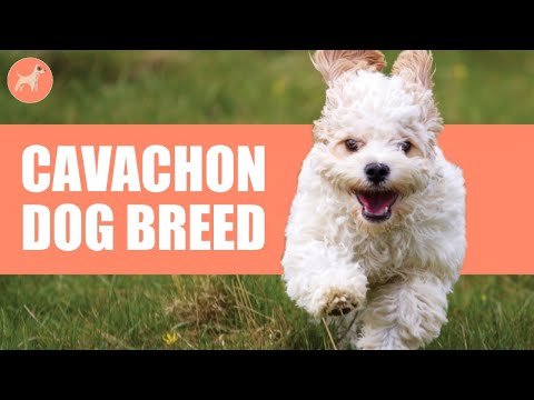 Cavachon Dog Breed (Bichon Frise/Cavalier King Charles Mix)