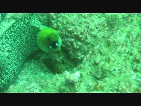 Ali Abbas - Khorfakkann Sandy Beach Dive