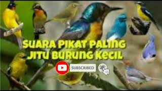 Download lagu Suara Pikat Kutilang Emas Ribut Kombinasi Burung Kecil mp3 Download lagu Suara Pikat Kutilang Emas Ribut Kombinasi Burung Kecil mp3