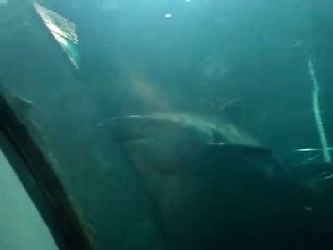 El rey de los mares...