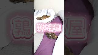 鶉の部屋 #うずら #癒し #かわいい #わさを #動物