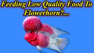 Can We Feed Low Quality Food For Flowerhorn Fish?... Does Fish Grow Or Not?... / Fish Aquarium Tamil