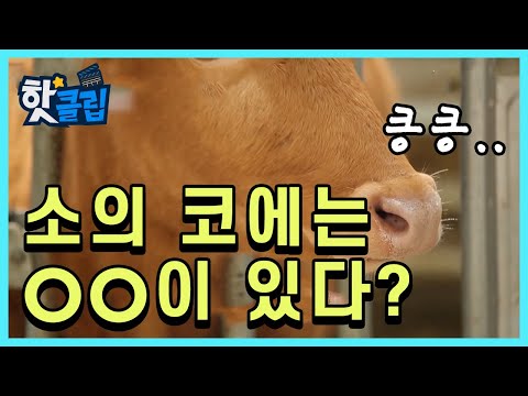 , title : '소에 대해 얼마나 알고 있소?  / YTN 사이언스'