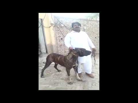 BULLY KUTTA CHALLA OWNER CHOUDHARY TANVEER FROM RAWALPINDI 2021 BY HAZARA DOG BREEDER
