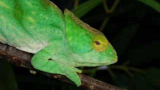 New Moon Born-Jana Mashonee-Chameleon