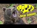 Bear Sounds Bear Vocalizations And Communication