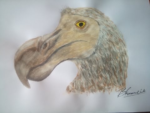 Extinct Species DODO Bird Watercolor Painting - YouTube