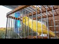Υour Canary Will Sing UNSTOPPABLY
