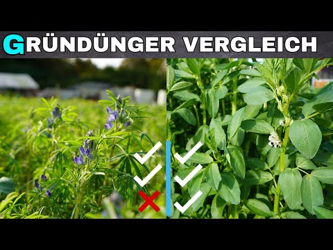 Which green manures are the best? Lupins, rapeseed, clover, field beans, and more tested