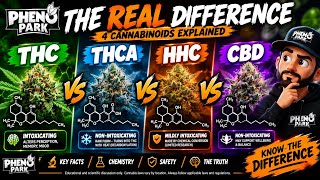 THC vs THCA vs HHC vs CBD 🧬 The Science Explained | Pheno Park
